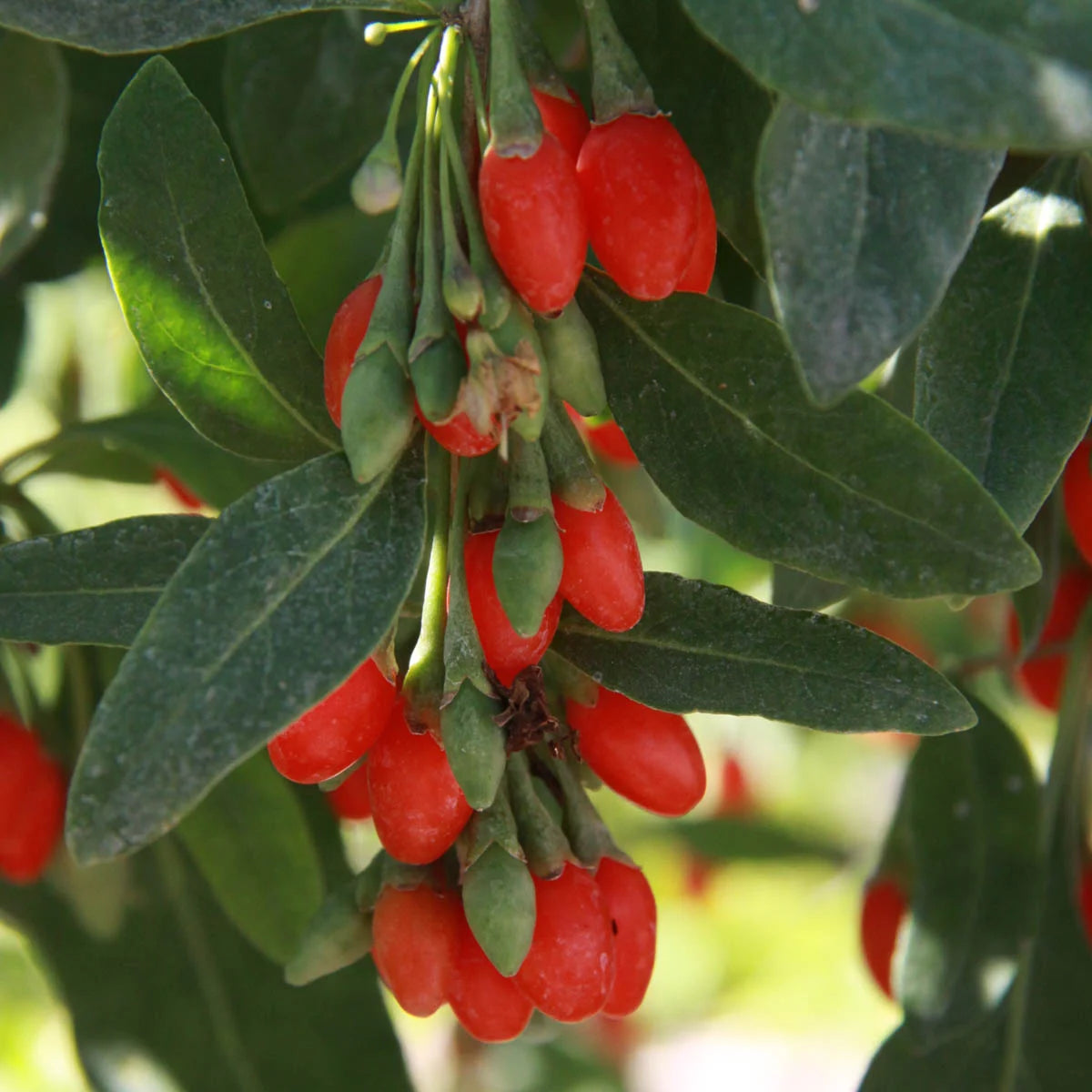 Goji Berry Plant in 2.5 Quart Pot, 1-Pack U7933