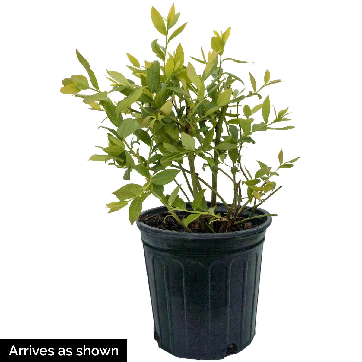 Goji Berry Plant in 2.5 Quart Pot, 1-Pack U7933